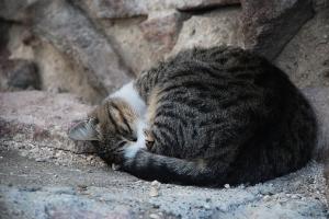 Chiedere il riconoscimento di una colonia felina